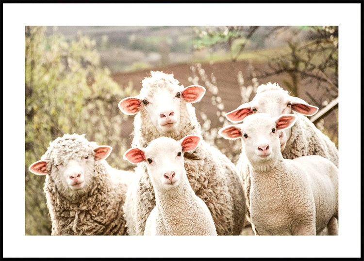 Flock of Sheep Plakat - Posterbox.dk