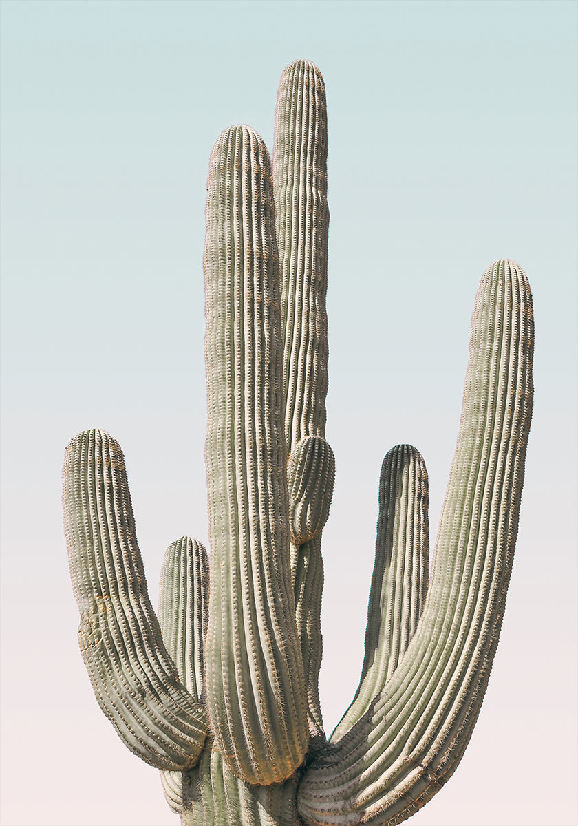 Saguaro Plakat
