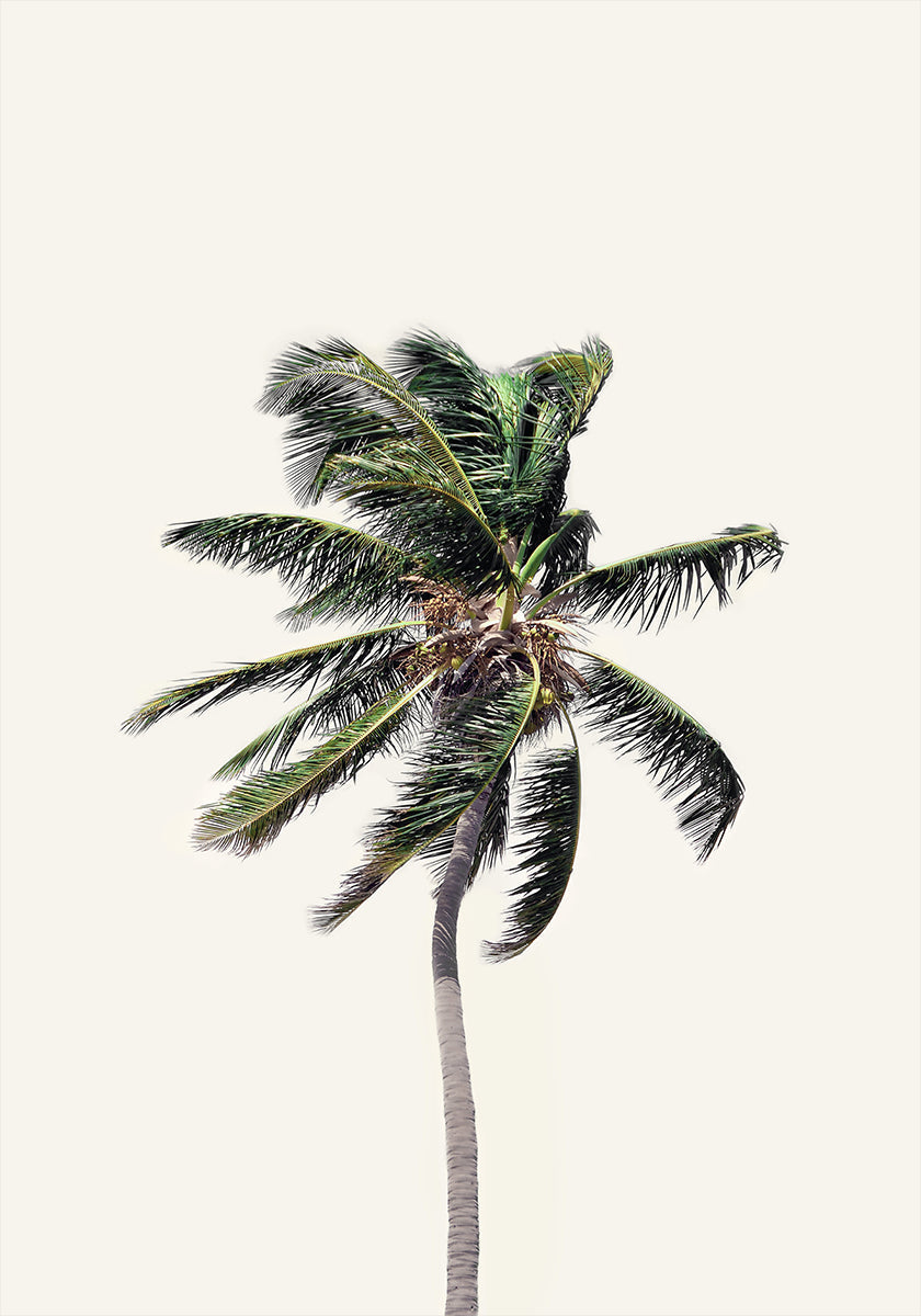 Windy Palm Tree Plakat