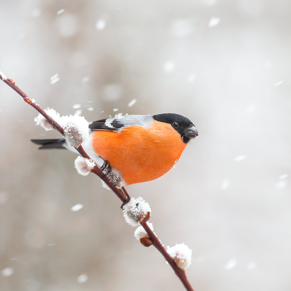 Bullfinch in a snowstorm Plakater