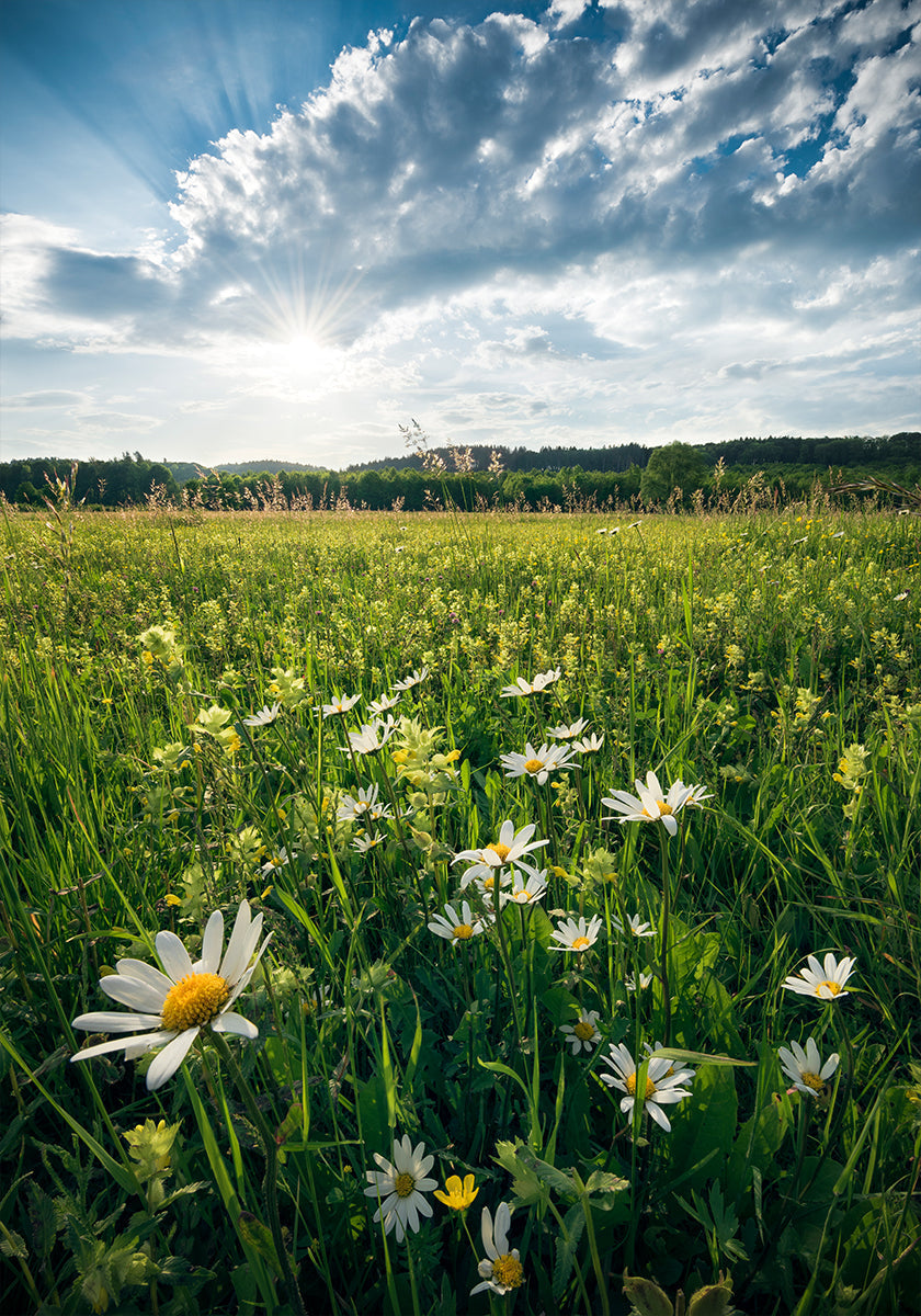 Flowering Meadow