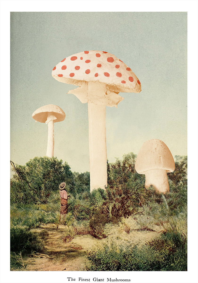 The Finest Giant Mushroom Plakat