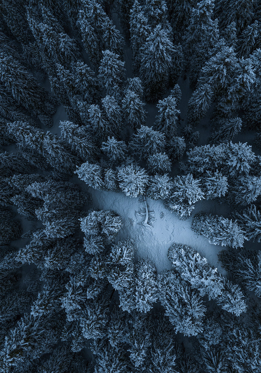 Texture of the forest Plakat