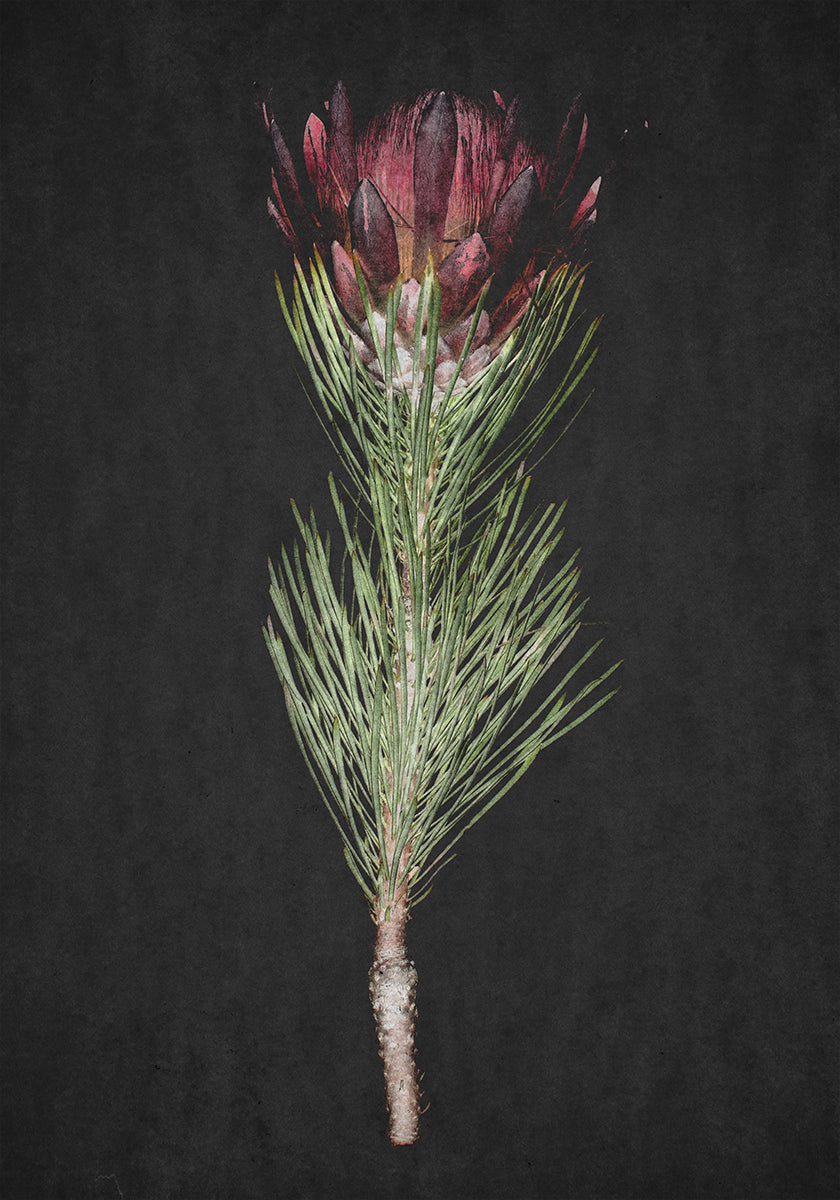 Protea Serenity Plakat