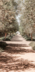 A Serene Tree Lined Path with Sunlight Plakat - Posterbox