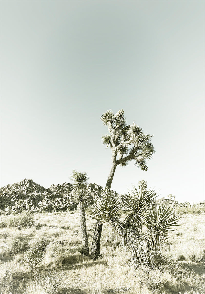 Joshua Tree National Park Vintage Impression Plakat