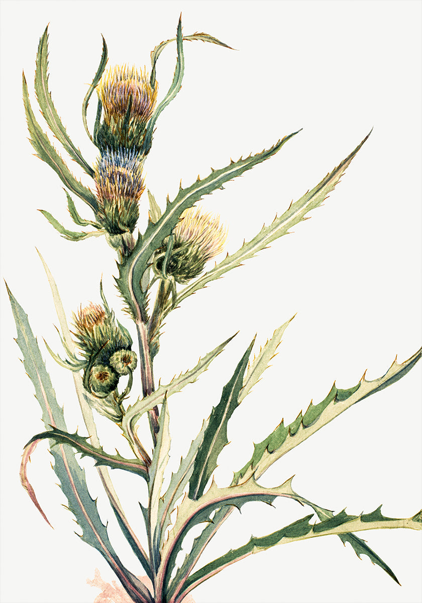 White Thistle Plakat
