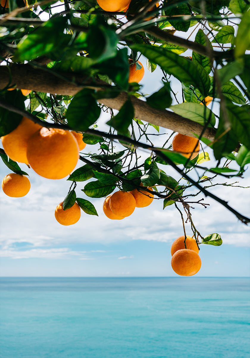 Amalfi Coast Oranges IV Plakat