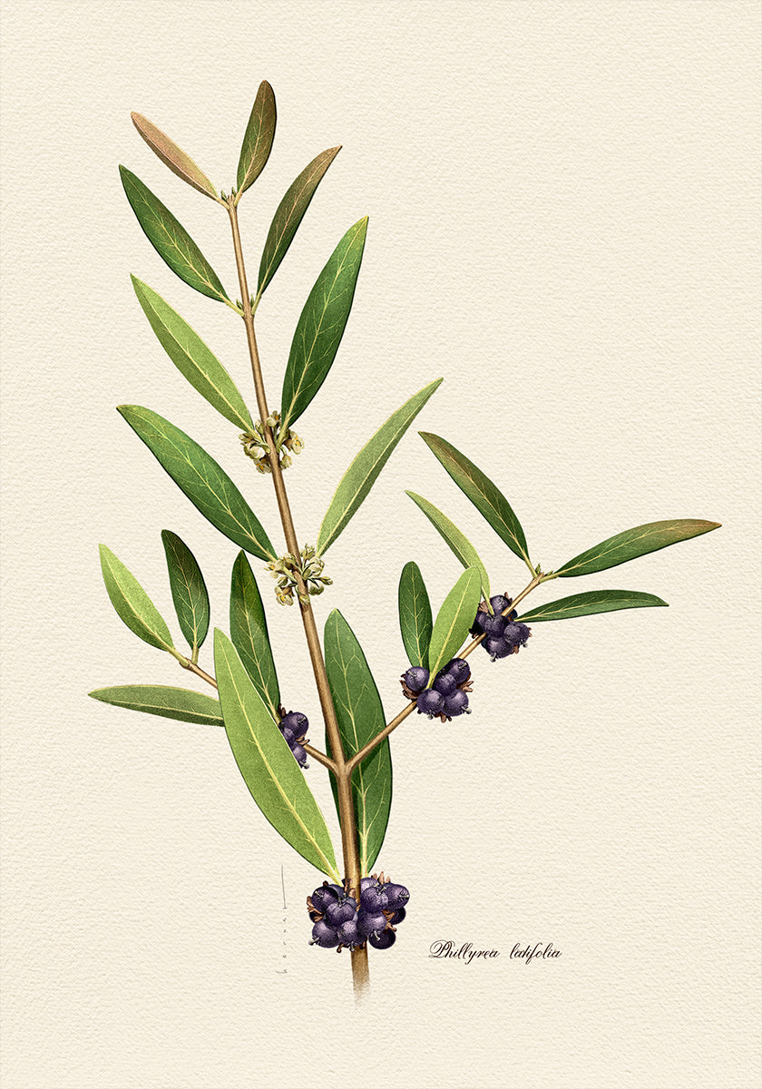Botany Phillyrea Latifolia Plakat