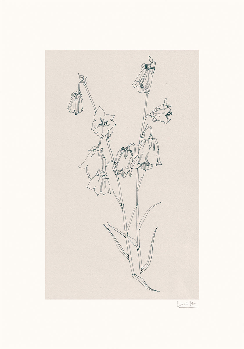 Bellflowers ink drawing Plakat
