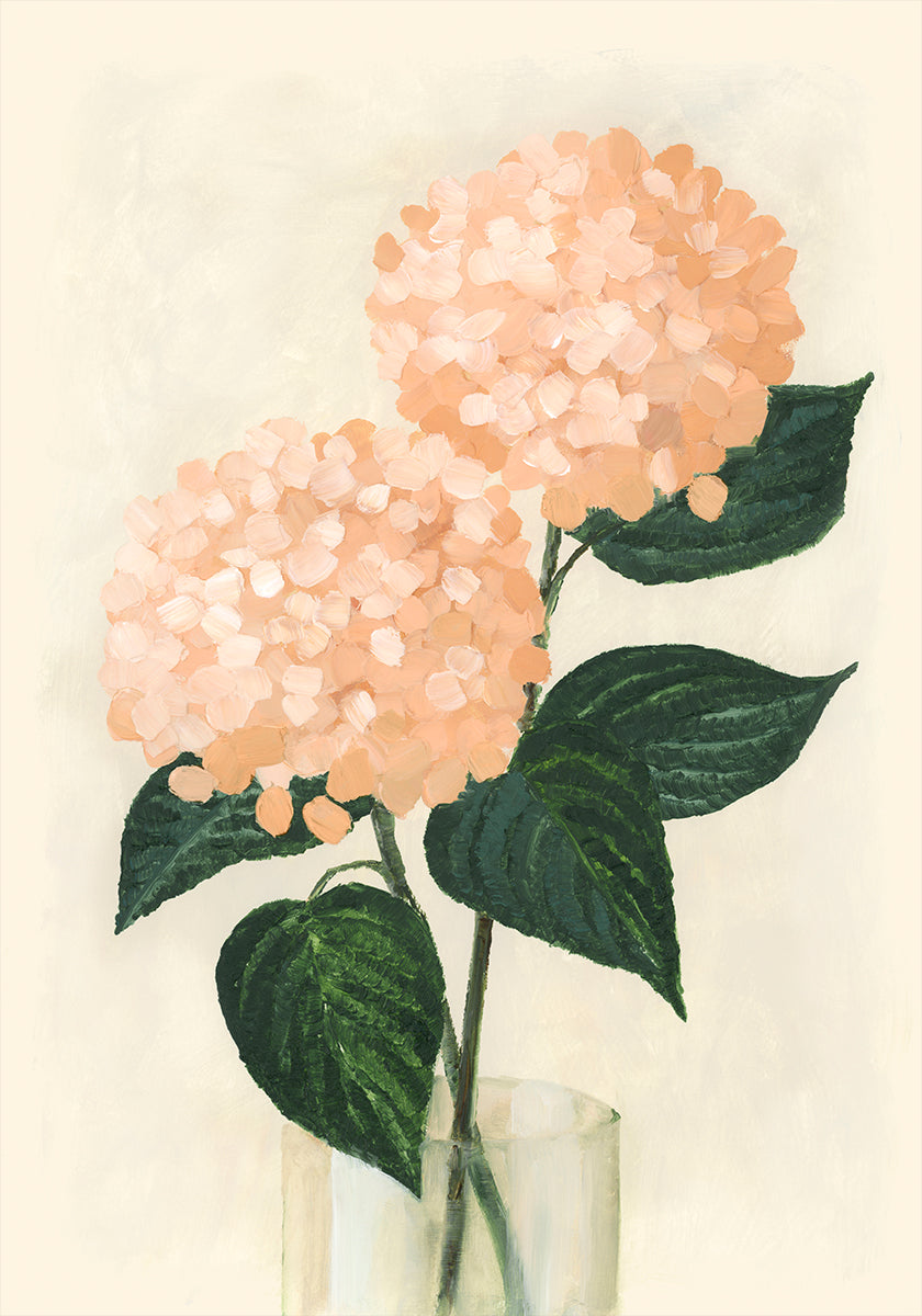 Coral hydrangeas in a vase