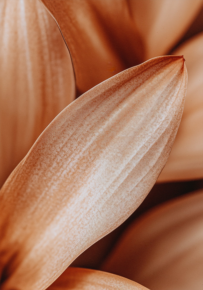 Amber Petal Elegance