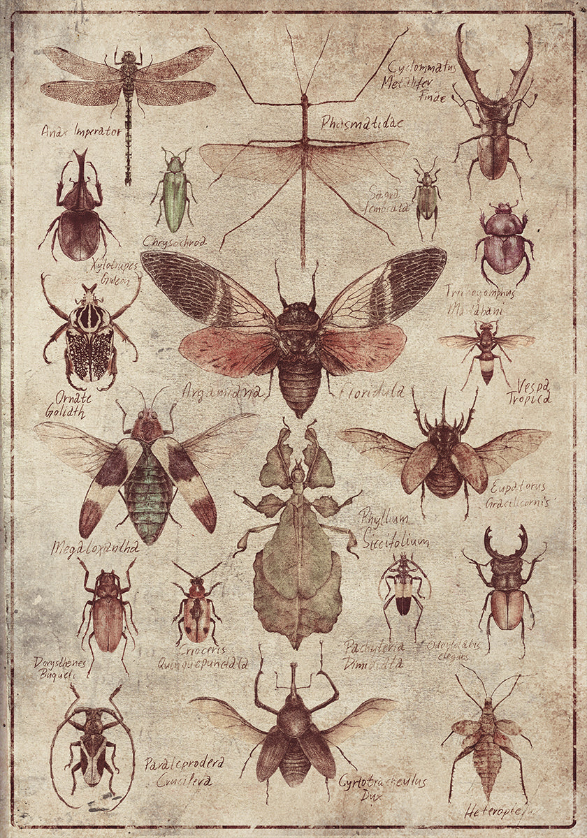 Vintage-style  Insects Plakat