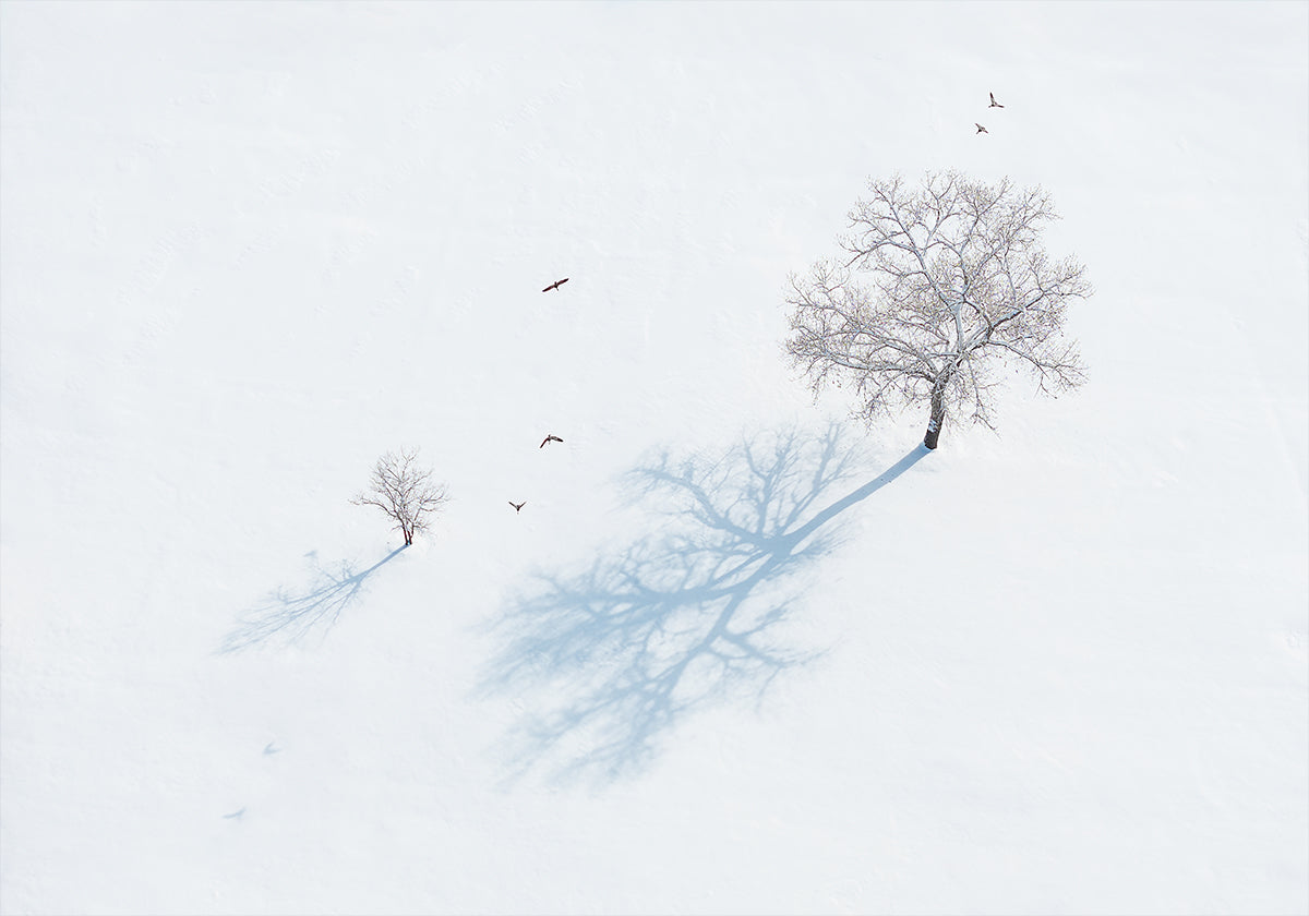 Shadows of Trees and Birds Plakat