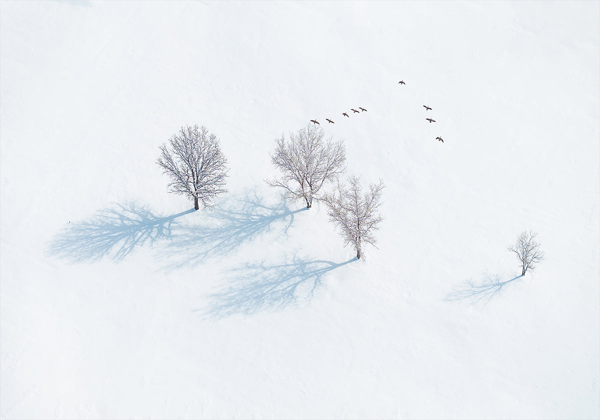 Trees and Birds Plakat