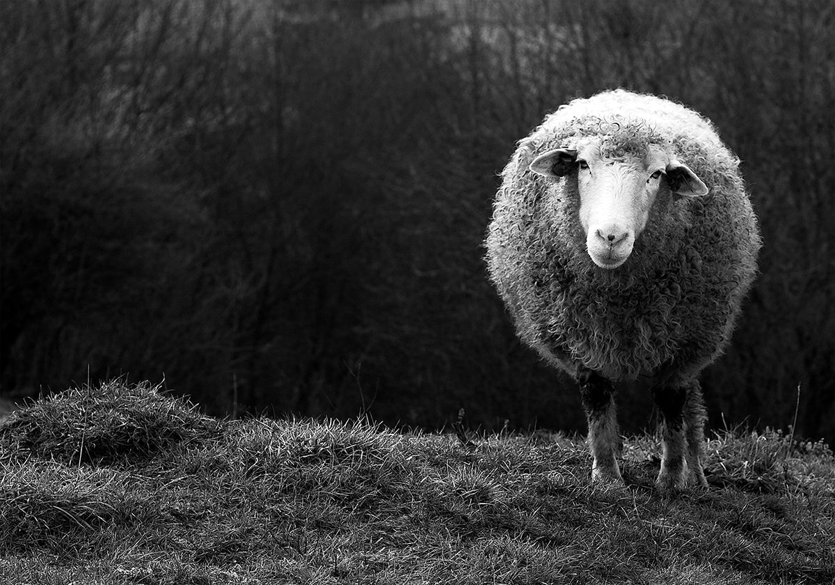 Wondering sheep