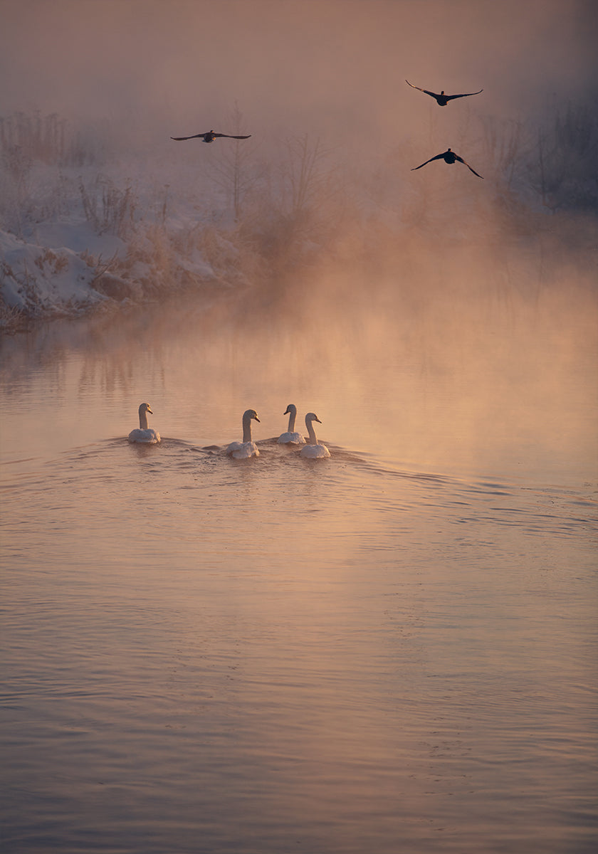 Where the Fog Didn’t Reach Plakat