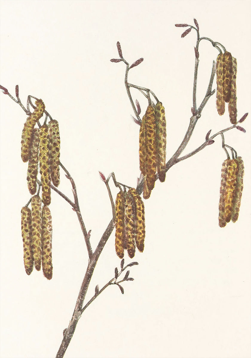 Hazel Alder (alnus Regosa) From North American Wildflowers (1925) By Mary Vaux Walcott. Plakat