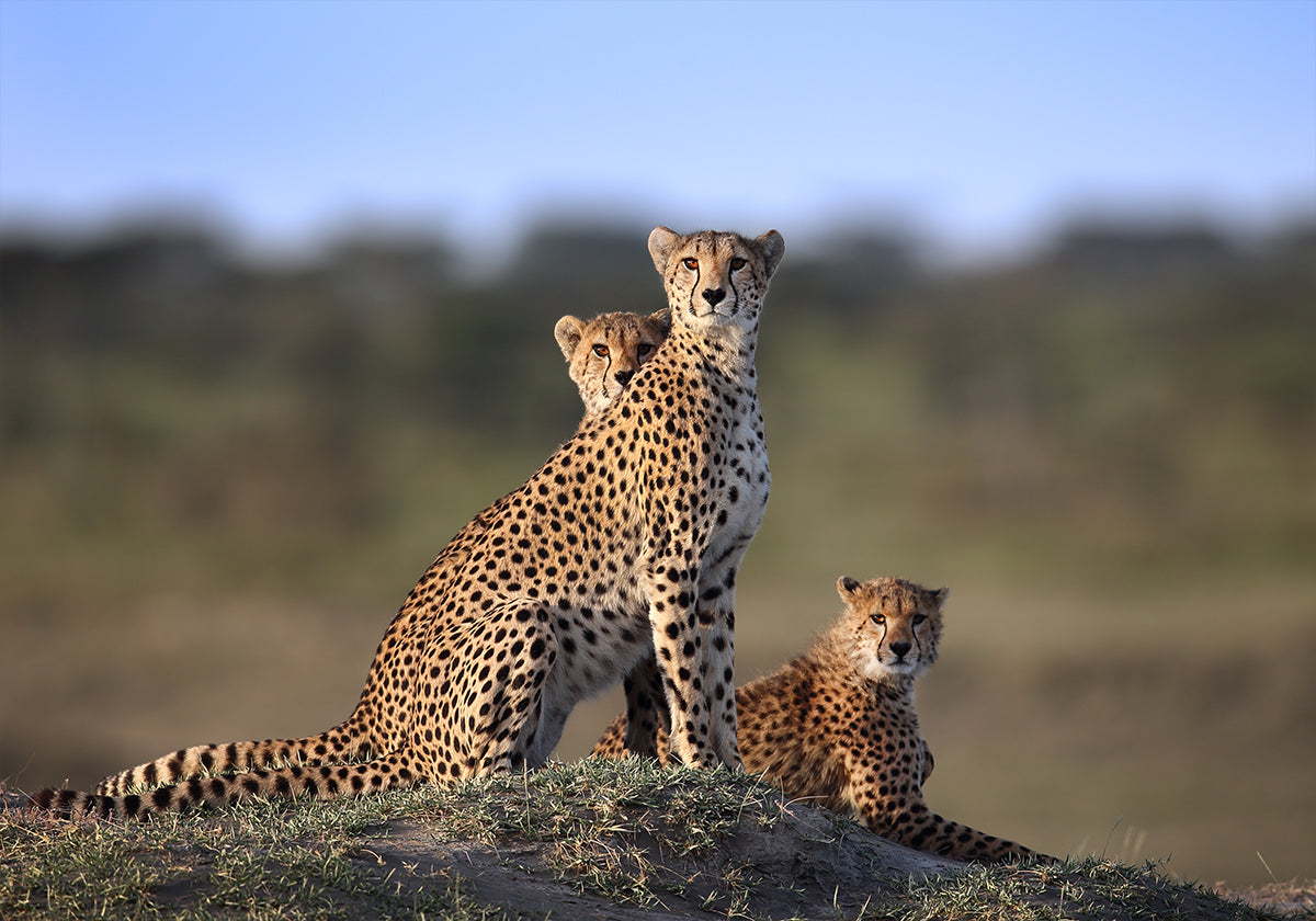 Cheetahs Family Plakat