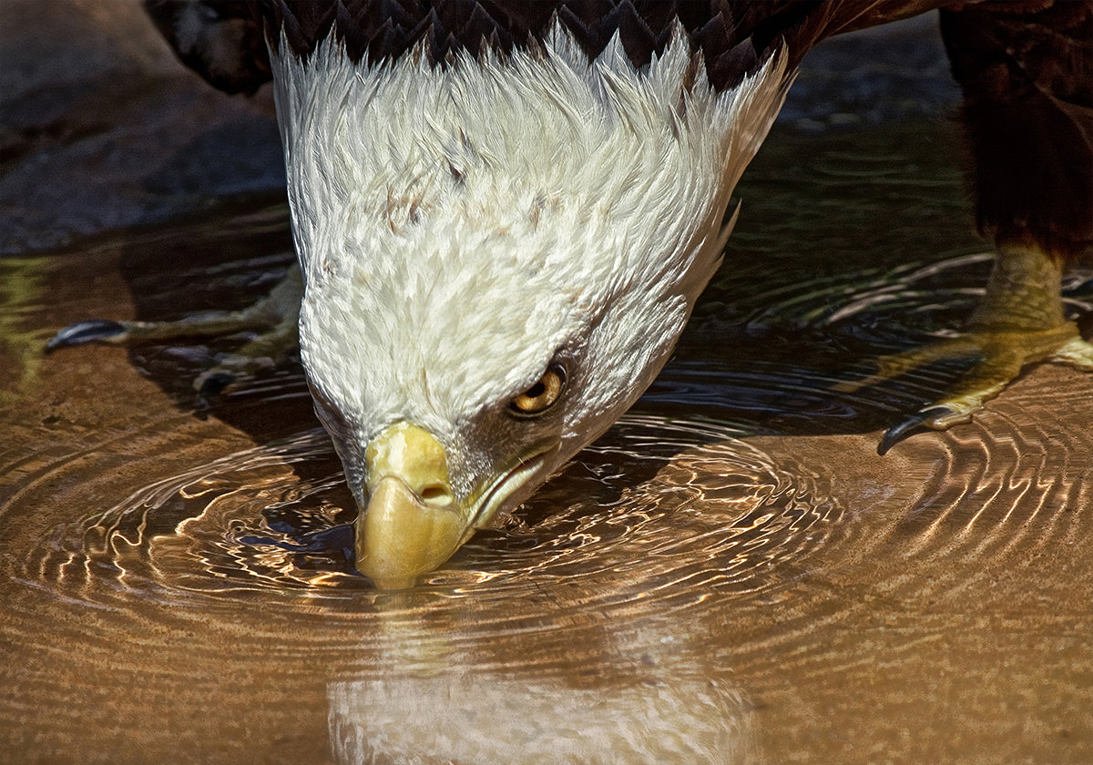 Cool Drink on a Hot Day Plakat
