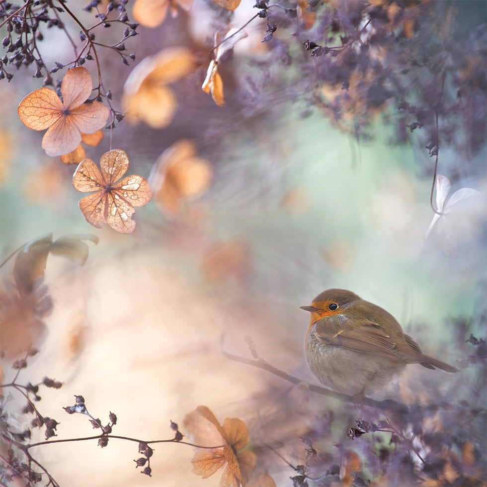 Hydrangea fantasy Plakat