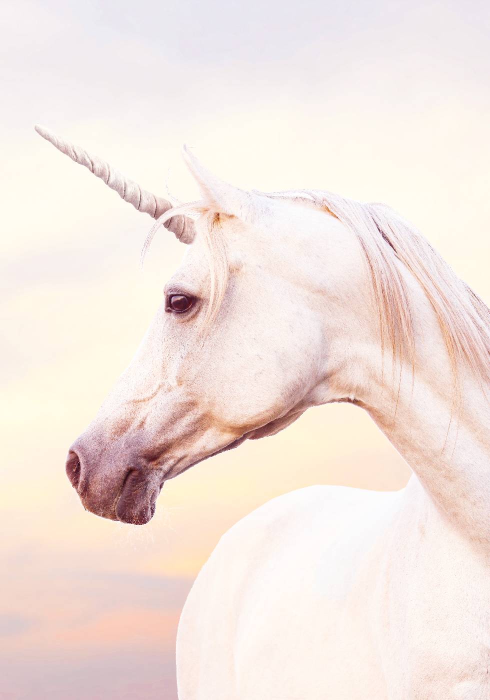 Unicorn Portrait Plakat - Posterbox.no