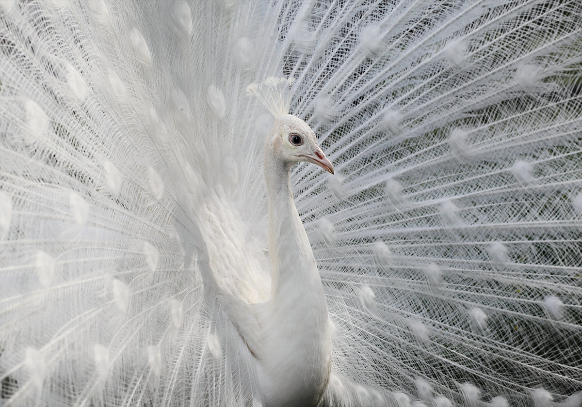 As white as snow Plakat