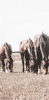 Three Brown Horses Plakat - Posterbox.no