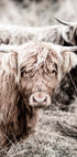 Cow Close Up Plakat - Posterbox.no