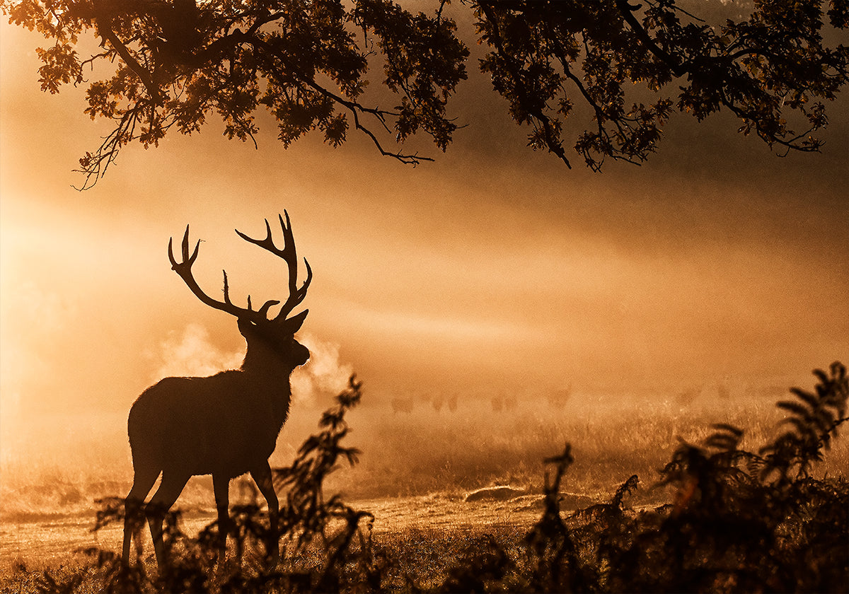 Red Deer Stag in the Mist Plakat