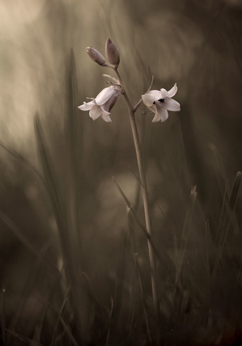 A small flower on the ground Plakat