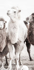 Camels in the Desert Plakat - Posterbox.no