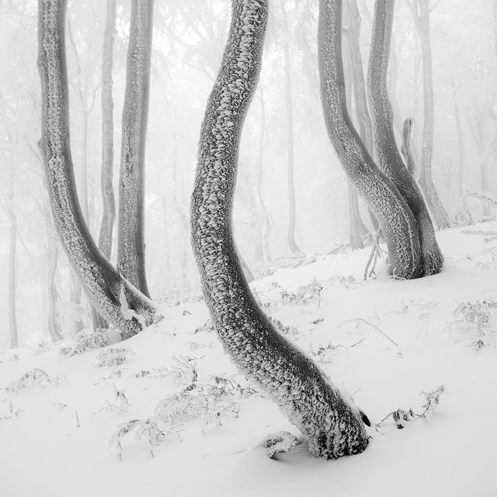 Frozen Forest Plakater