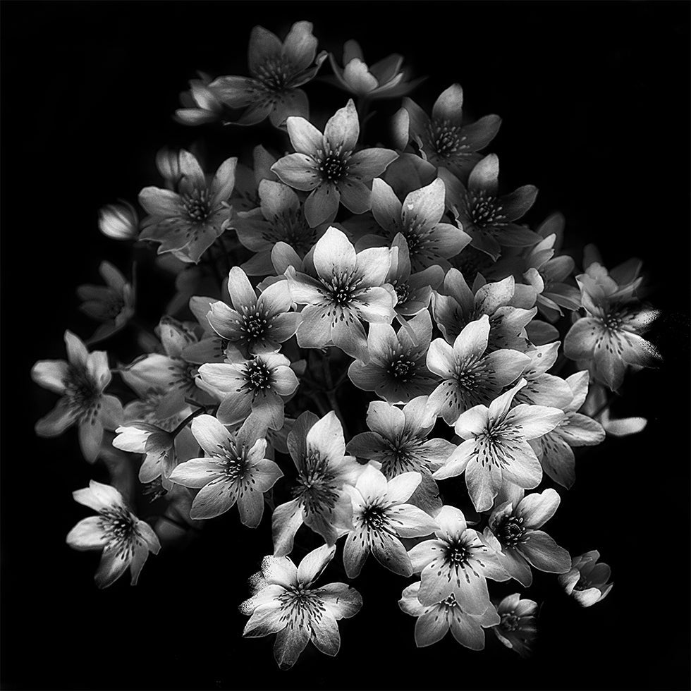 Early Sensation Plakat