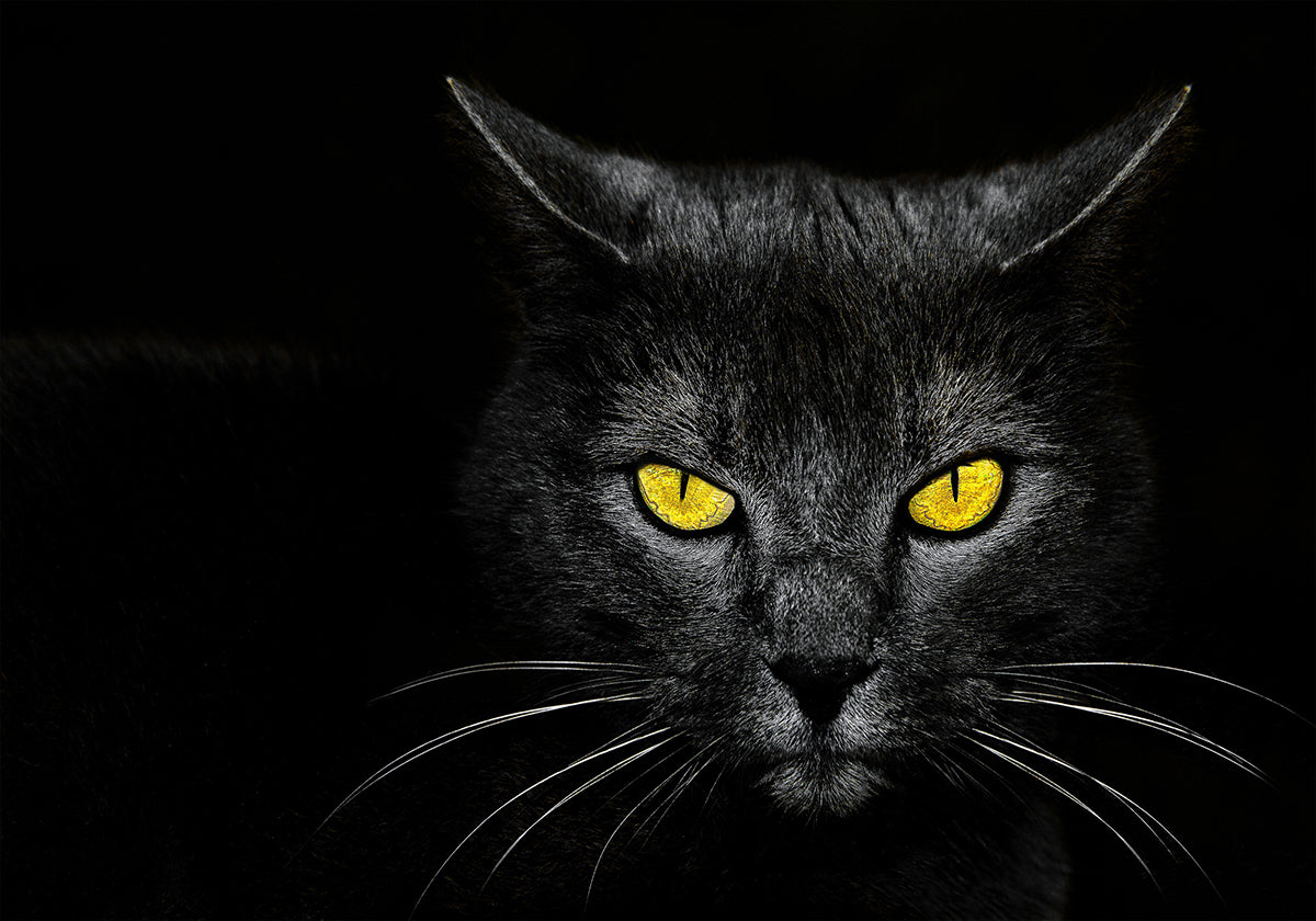 Black Cat Plakat