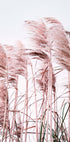 Pink Beach Grass Plakat - Posterbox.no