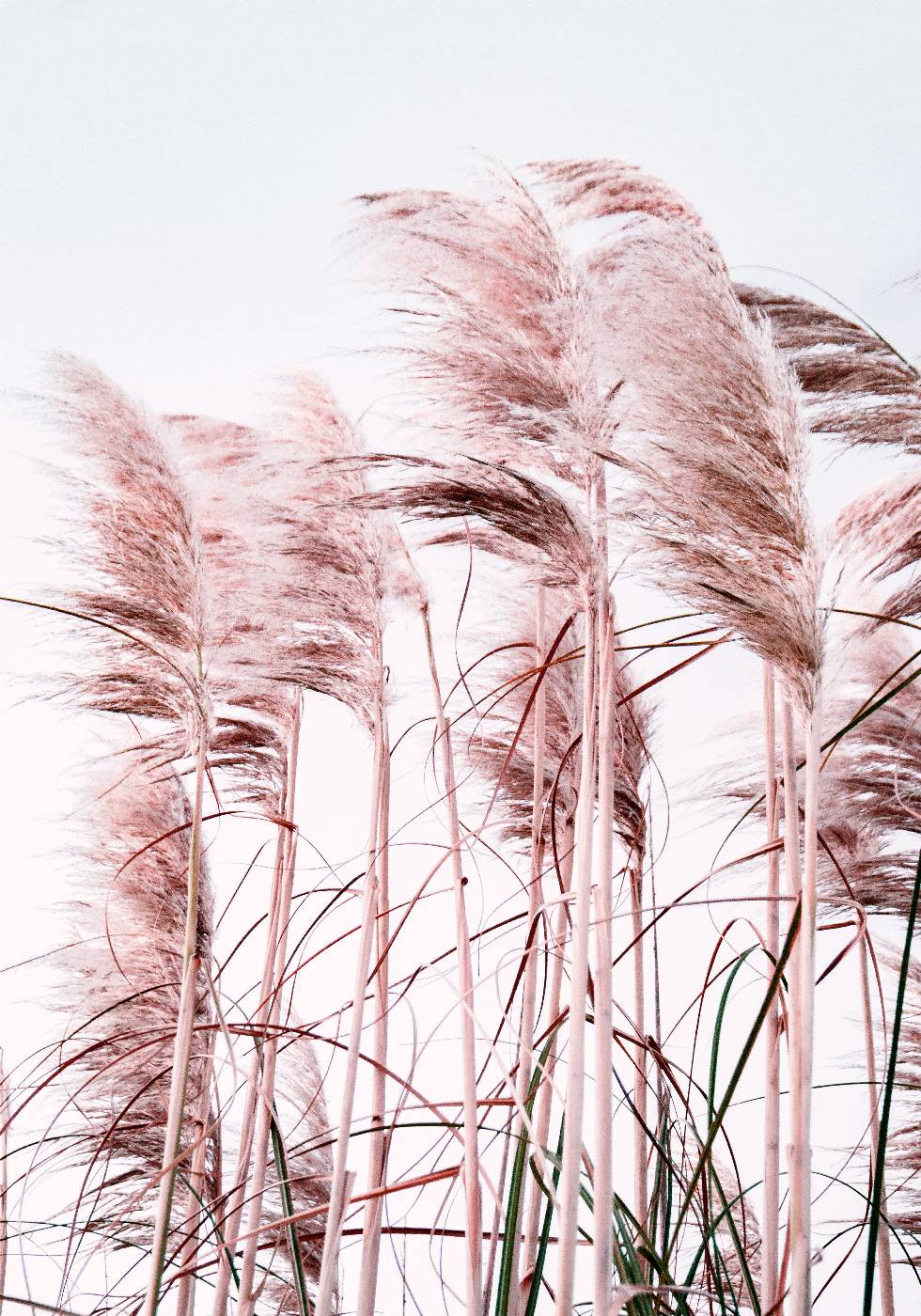 Pink Beach Grass Plakat - Posterbox.no