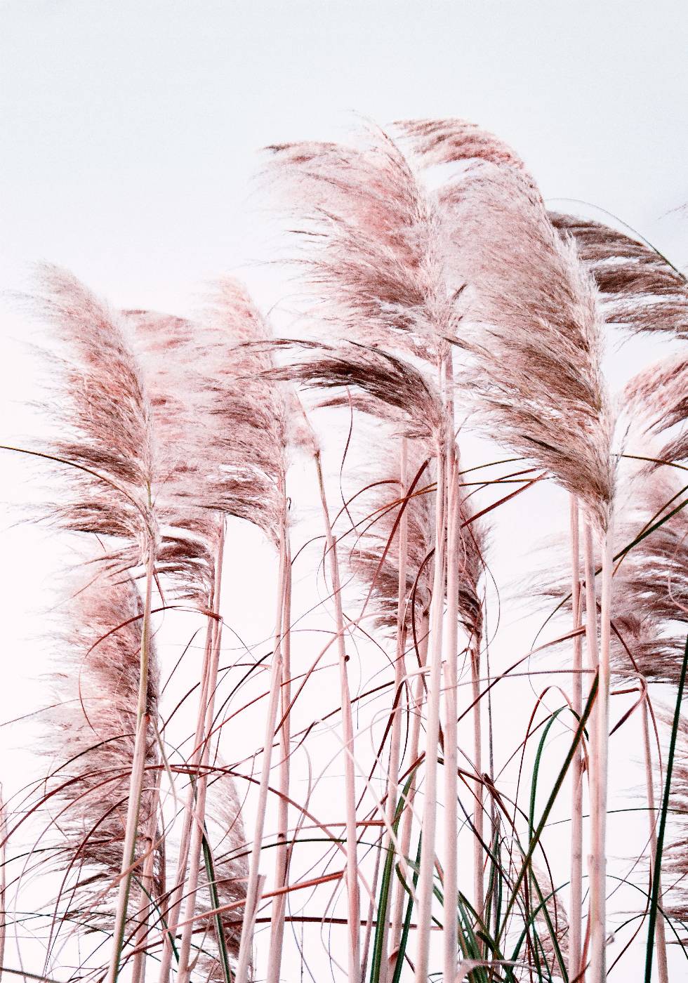 Pink Beach Grass Plakat - Posterbox.no
