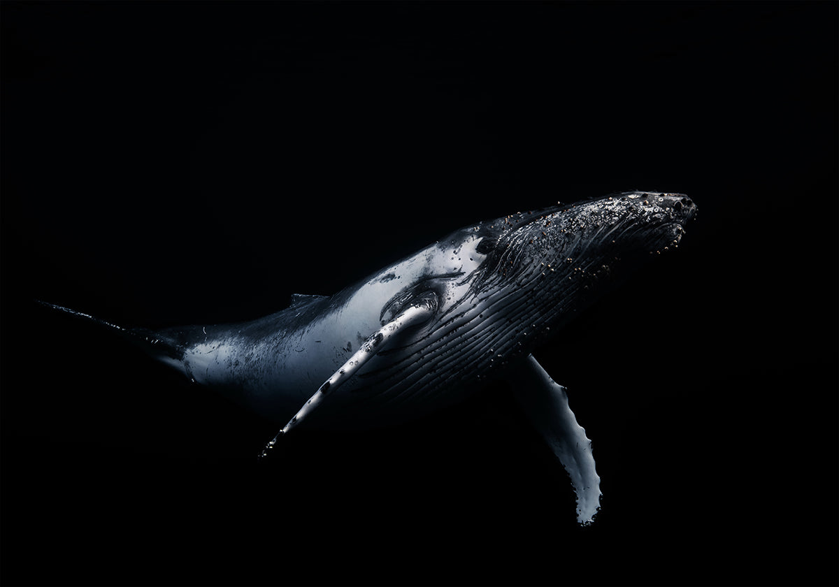 Black &amp; Whale Plakat