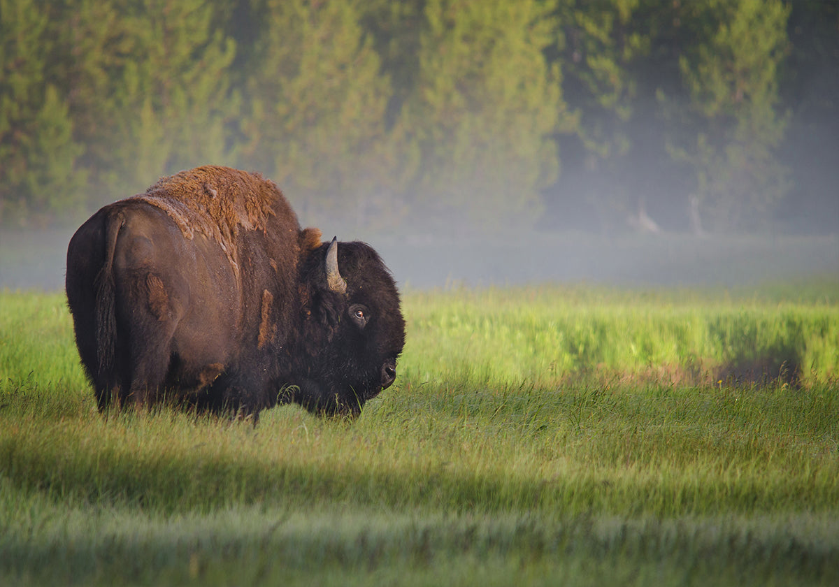 Bison in Morning Light Plakat
