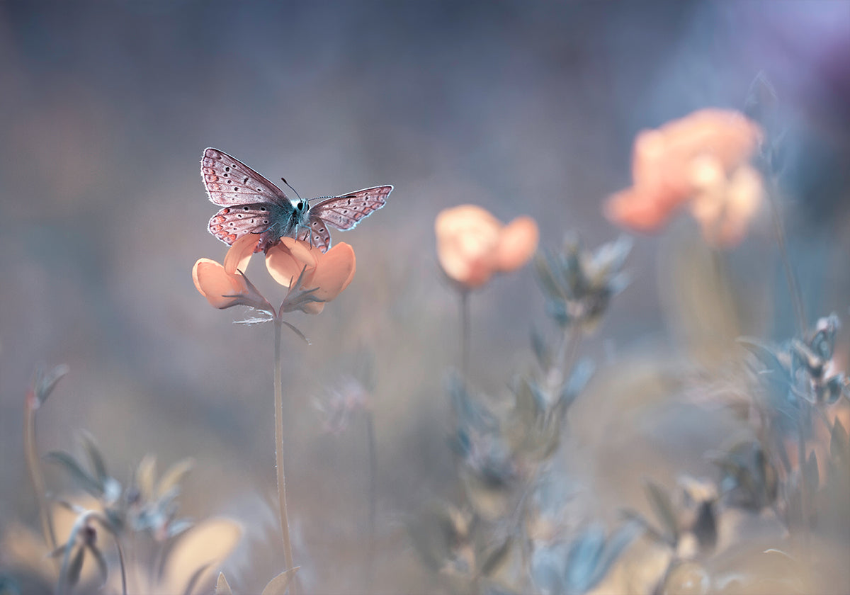 The Lady of Lothlorien