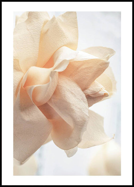 Beige Rose Plakat - Posterbox.no