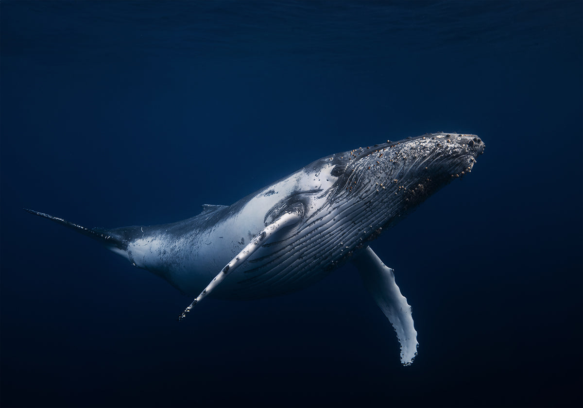 Humpback whale in blue Plakat