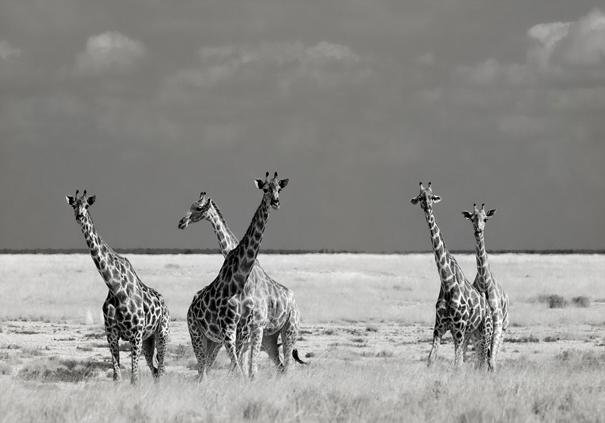 Look Girl Strange Animals