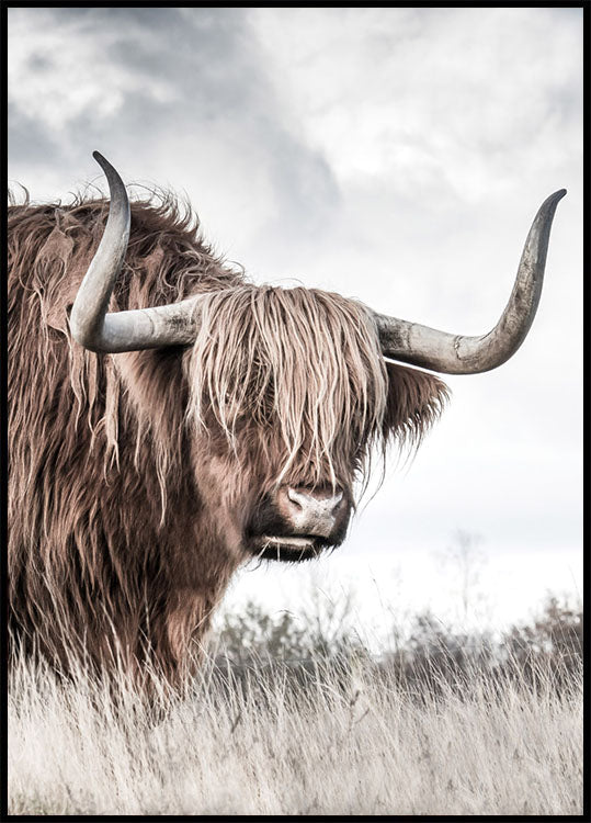 Highland Cattle Plakat - Posterbox.no