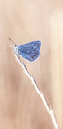 Blue Icarus Butterfly On Leaf Plakat - Posterbox.no