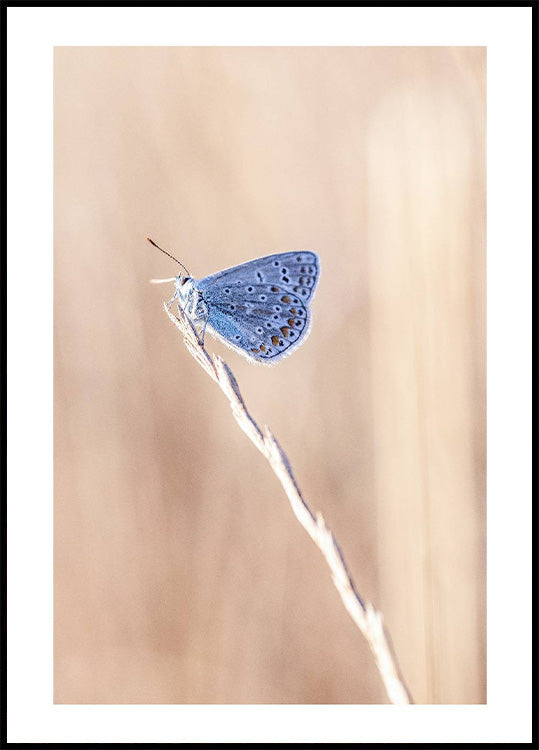 Blue Icarus Butterfly On Leaf Plakat - Posterbox.no