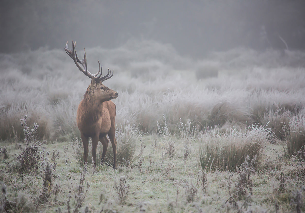 Prideful. deer . Plakat