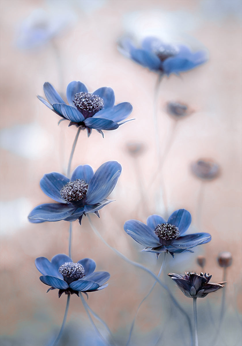 Cosmos blue