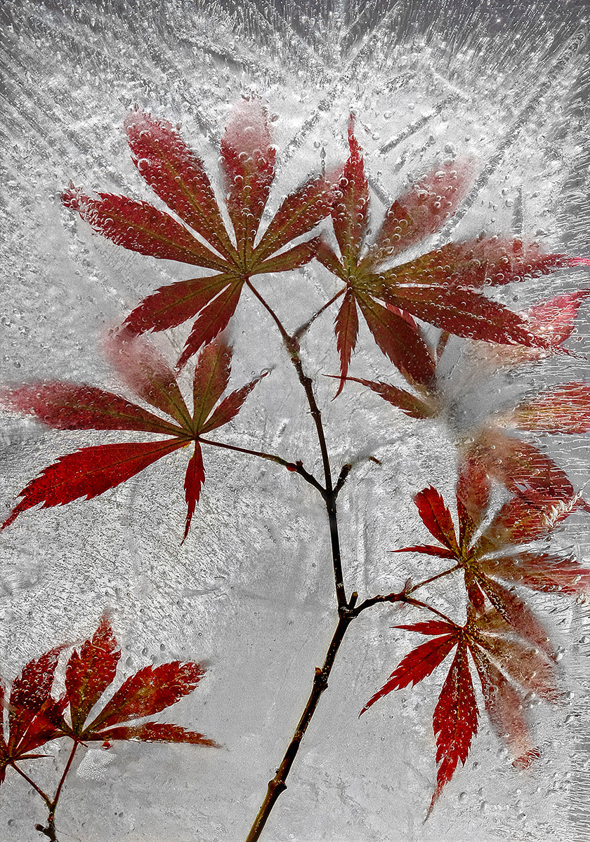 red maple